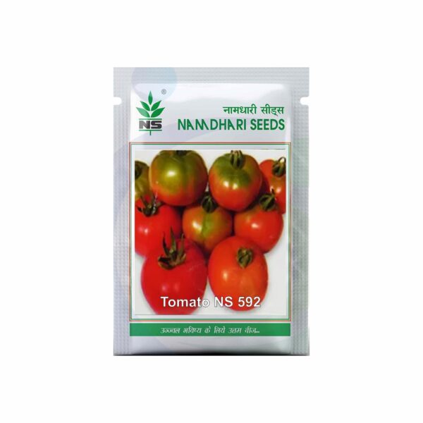 Namdhari TOMATO NS 592 (3000 SEEDS)