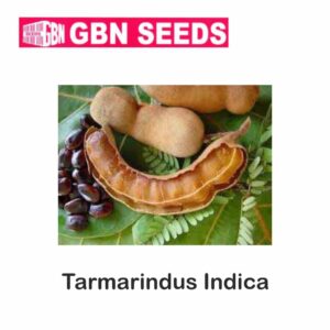 GBN tarmarindus indica seeds (1 KG)(pack of 10)