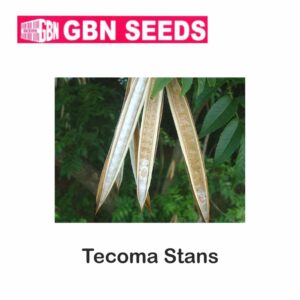 GBN tecoma stans seeds (1 KG)(pack of 10)