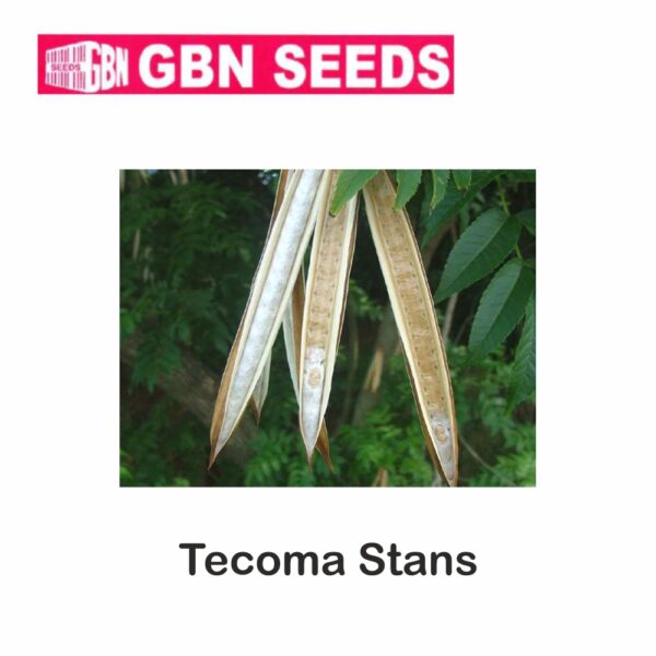 GBN tecoma stans seeds (1 KG)(pack of 10)