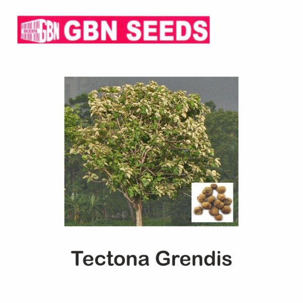 GBN tectona grendis (trited) seeds (1 KG)(pack of 10)