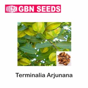 GBN terminalia arjunana seeds (1 KG)(pack of 10)