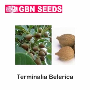 GBN terminalia belerica seeds (1 KG)(pack of 10)