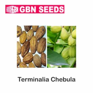 GBN terminalia chebula seeds (1 KG)(pack of 10)