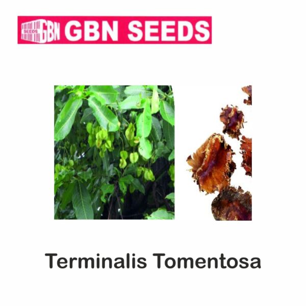 GBN terminalis tomentosa seeds (1 KG)(pack of 10)