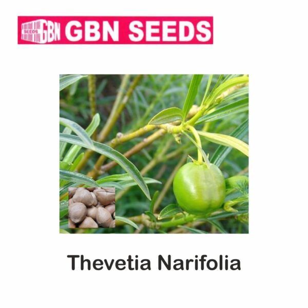 GBN thevetia narifolia seeds (1 KG)(pack of 10)