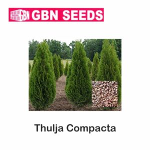 GBN thuja compacta seeds (1 KG)(pack of 10)