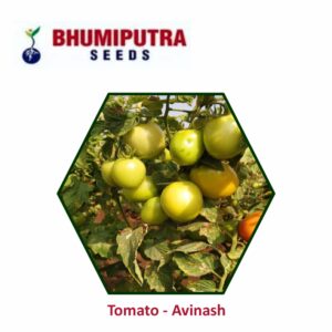BHUMIPUTRA Hybrid Tomato Avinash-11 seeds (10 GM)
