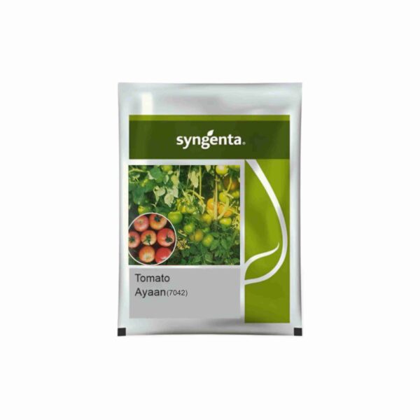 SYNGENTA TOMATO AYAAN (3000 SEED)