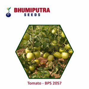 BHUMIPUTRA Hybrid Tomato BPS-2057 seeds (10 GM)