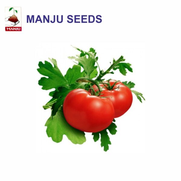 manju Tomato Pkm-1 seeds (1 KG)(PACK OF 10)