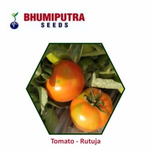 BHUMIPUTRA Hybrid Tomato Rutuja seeds (10 GM)