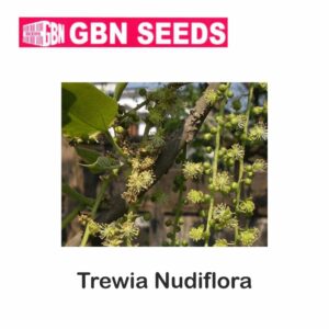 GBN Trewia nudiflora seeds (1 KG)(pack of 10)