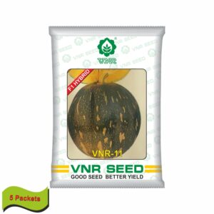 VNR Pumpkin hybrid 11 (10 gm) (5 packets)