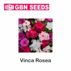 GBN vinca rosea (Sadabahar) seeds (1 KG)(pack of 10)