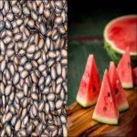 WATER MELON SEED