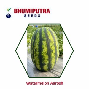 BHUMIPUTRA Hybrid watermelon Aarosh seeds (50 GM)