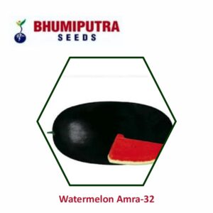 BHUMIPUTRA Hybrid watermelon Amra-32 seeds (50 GM)