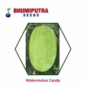 BHUMIPUTRA Hybrid watermelon Candy seeds (50 GM)