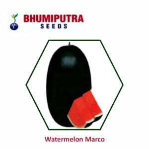 BHUMIPUTRA Hybrid watermelon Marco seeds (50 GM)