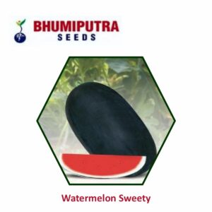 BHUMIPUTRA Hybrid watermelon Sweety seeds (50 GM)