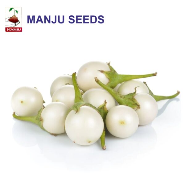 manju White Brinjal Round seeds (1 KG)(PACK OF 10)