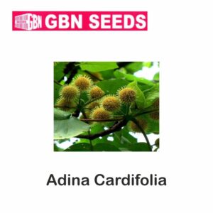 GBN adina cardifolia (HALDU)seeds (1 KG)(pack of 10)