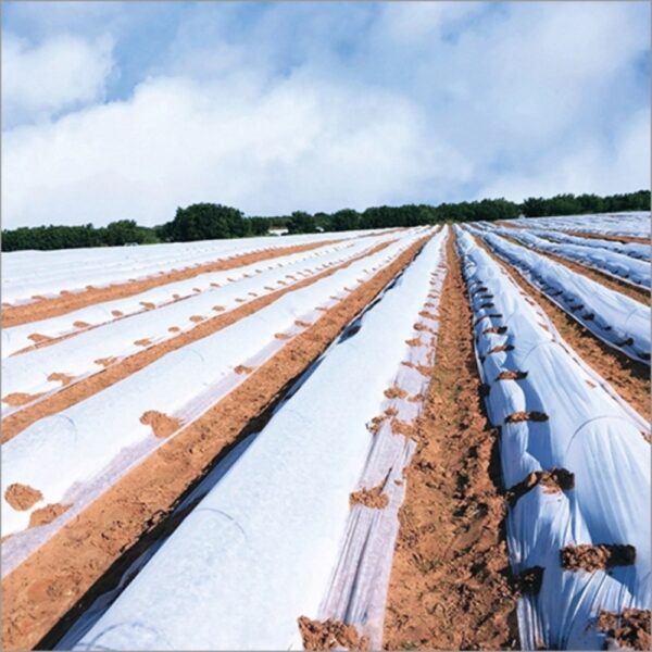 SIDWIN MULCHING FILM FABRIC 25 MICRON 36" INCH (800 M)