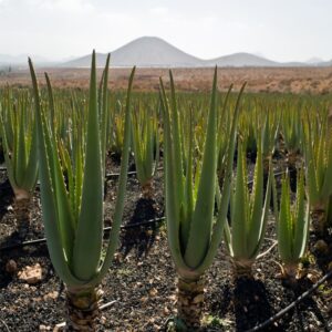 Loan For Aloe Vera Cultivation