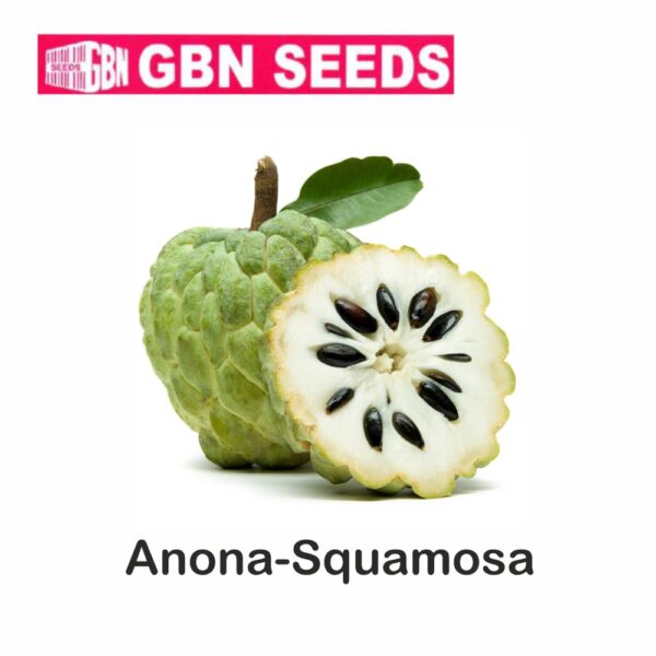 GBN anona squamosa seeds (1 KG)(pack of 10)