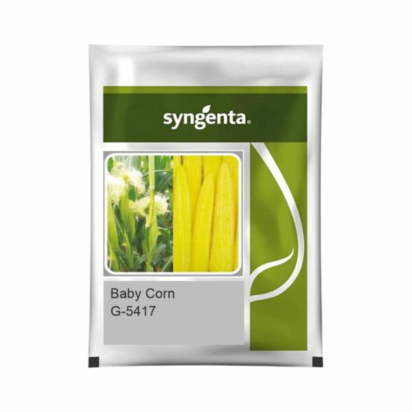 SYNGENTA BABY CORN (G-5417 ) (20 kg)