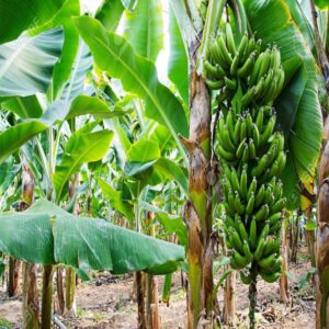 Loan For Banana Cultivation