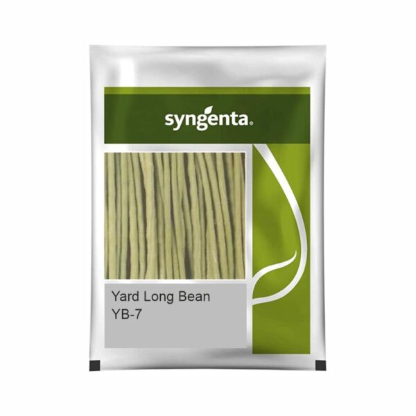 SYNGENTA BEANS YB-7 (500 gm)