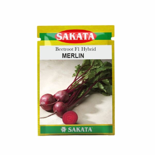 SAKATA BEET ROOT F1 MERLIN (200 GM) (TIN)