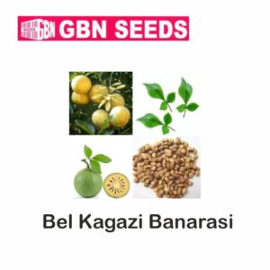 GBN bel kagazi banarasi seeds (1 KG)(pack of 10)