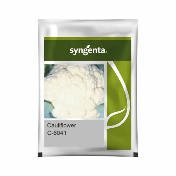 SYNGENTA CAULIFLOWER C-6041 (2000 SEEDS)