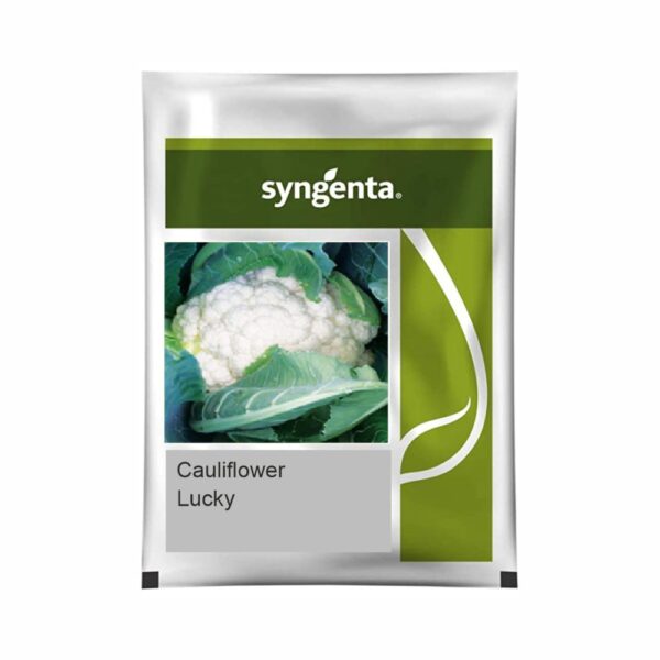 SYNGENTA CAULIFLOWER LUCKY (2000 SEEDS)