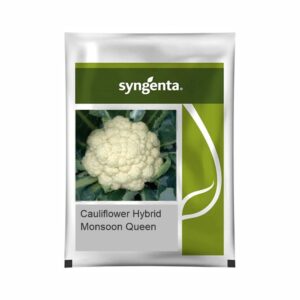 SYNGENTA CAULIFLOWER Monsoon Queen (10 gm)
