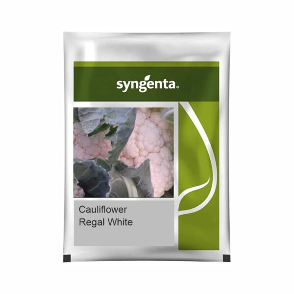 SYNGENTA CAULIFLOWER Regal White (20000 SEEDS)