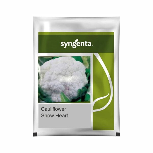 SYNGENTA CAULIFLOWER Snow Heart (2000 SEEDS)