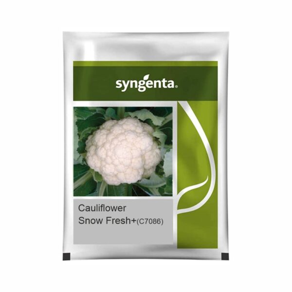 SYNGENTA CAULIFLOWER SNOW FRESH+ C7086 (2000 SEEDS)