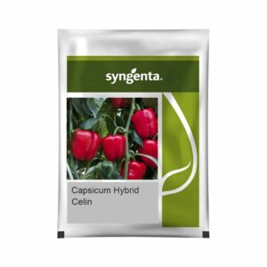 SYNGENTA CAPSICUM CELIN (1000 SEEDS)