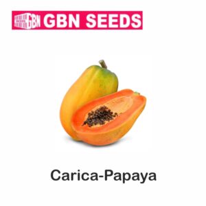 GBN carica papaya-papita seeds (1 KG)(pack of 10)