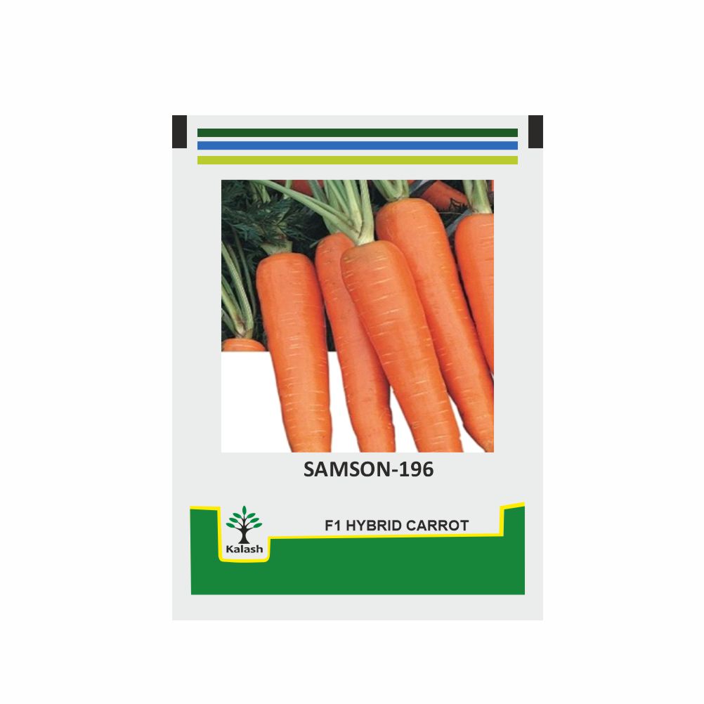 V-CAR-02 Carrot Solid Purple, Yellow and Orange Carrots Rainbow, 270 Seeds Minimum Per Packet. GROSEEDS Vegetable Seeds 