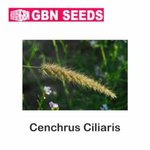 GBN cenchrun cillaris seeds (1 KG)(pack of 10)