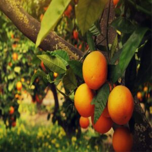 Loan For Citrus Cultivation
