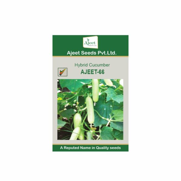 AJEET HYBRID CUCUMBER - 66 (10 GM)