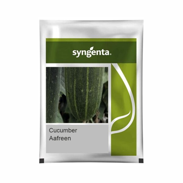 SYNGENTA CUCUMBER AAFREEN (850 SEEDS)