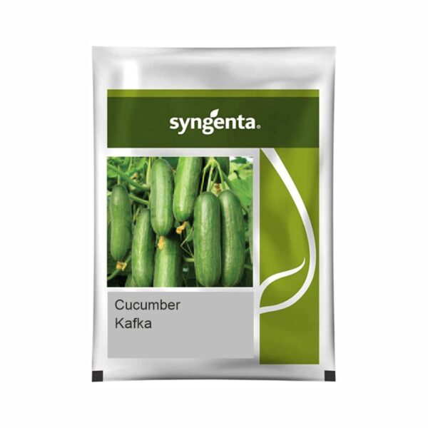 SYNGENTA CUCUMBER KAFKA (1000 SEEDS)