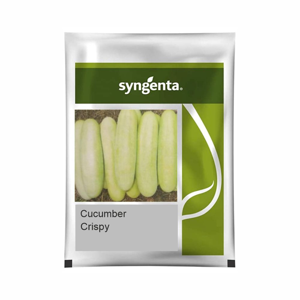 SYNGENTA CUCUMBER CRISPY (25 gm)